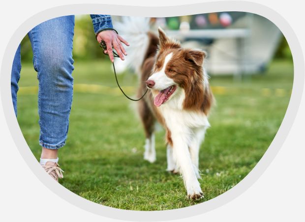 Basistraining für Hunde bei EinzigArtigHund