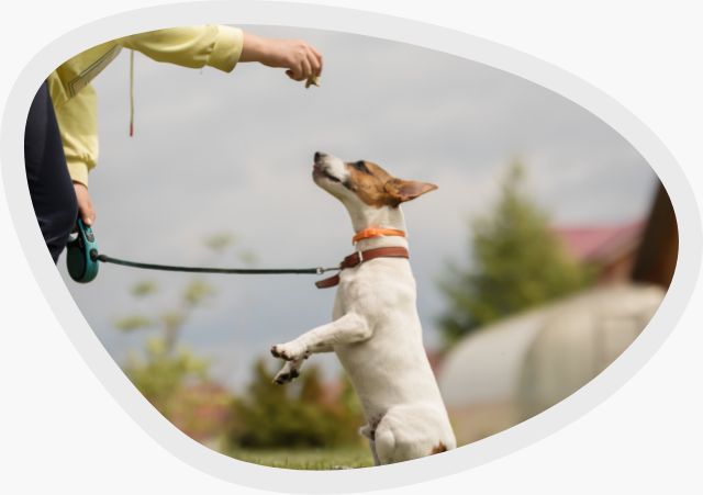 Basistraining für Hunde - Anfänger und Fortgeschrittene