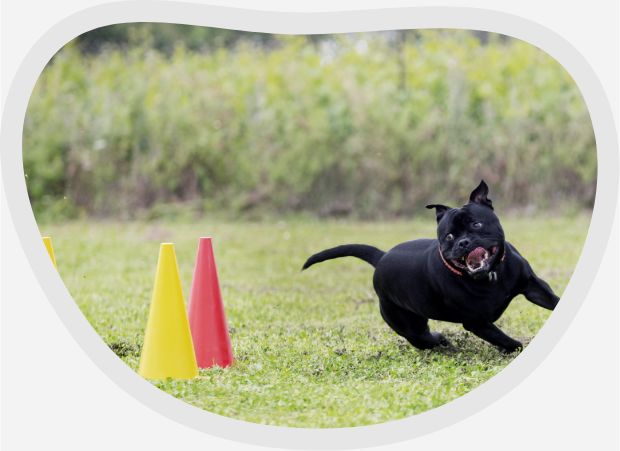 Longieren Freestyle für Hunde bei EinzigArtigHund